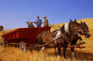 Horses pulling wagon through wheat field
