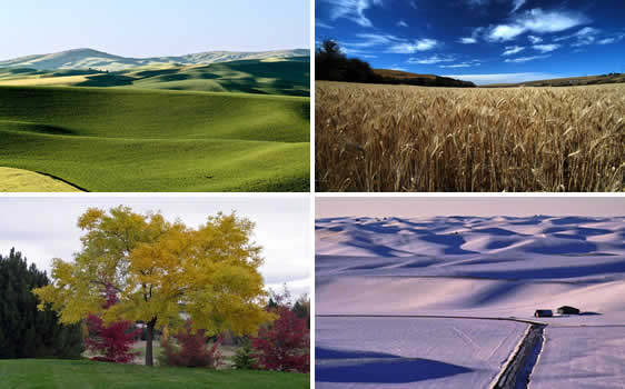 Four seasons of the Palouse
